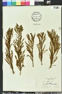 Taxodium ascendens image