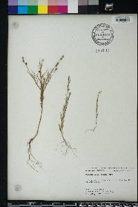 Oenothera linifolia image