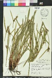 Scleria triglomerata image