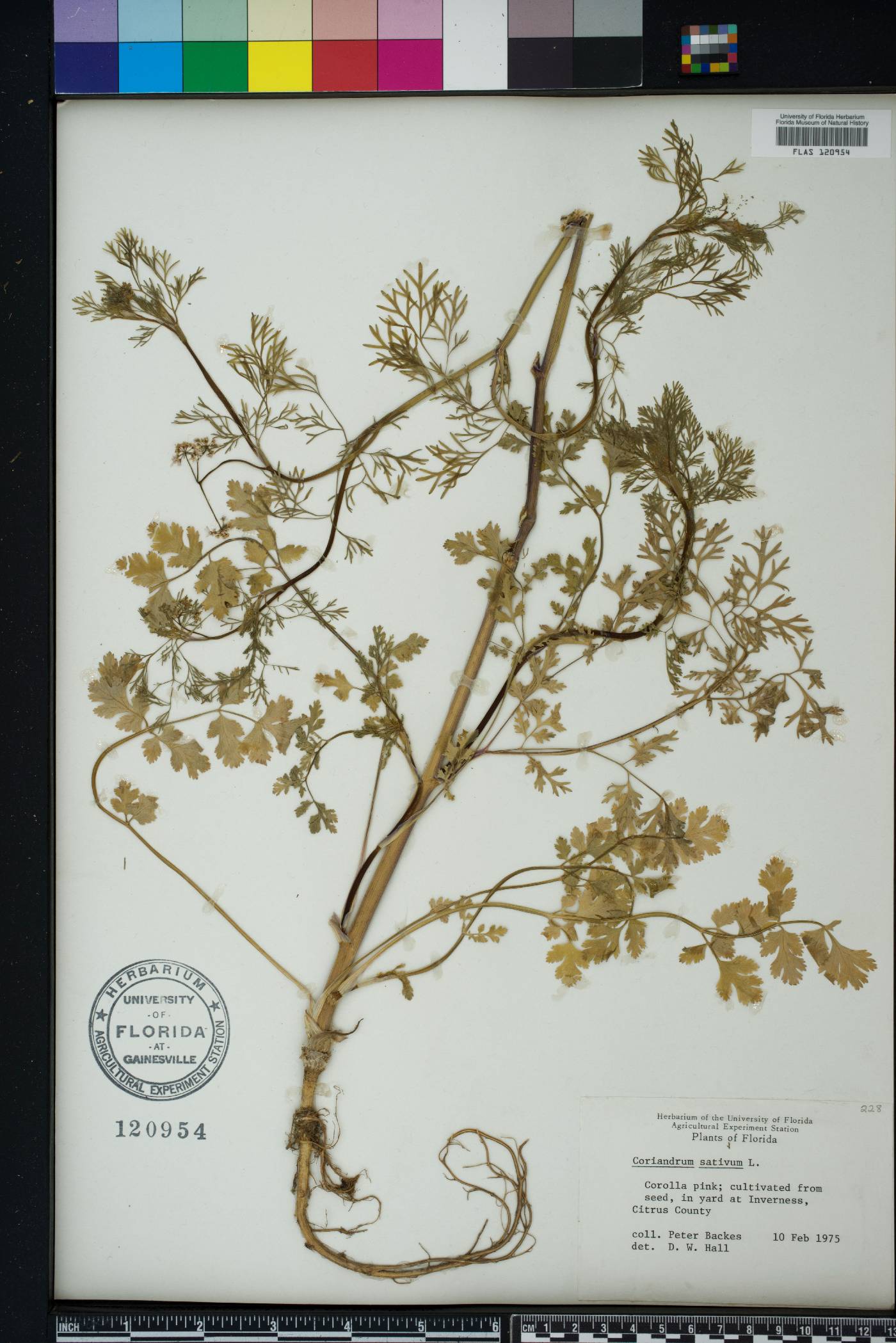 Coriandrum image