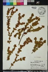 Hypericum tetrapetalum image