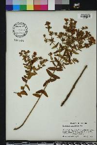 Hypericum myrtifolium image