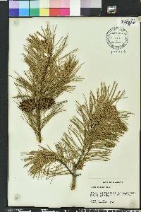 Pinus glabra image