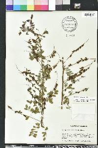 Indigofera caroliniana image