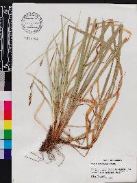 Carex baltzellii image