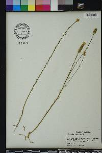 Polygala incarnata image