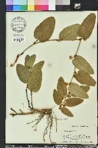 Smilax pumila image