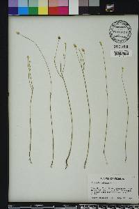 Polygala setacea image