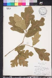 Quercus margarettae image