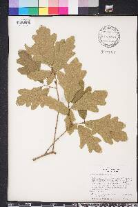 Quercus margarettae image