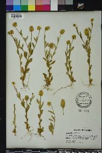 Polygala lutea image