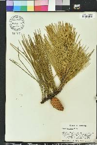 Pinus serotina image