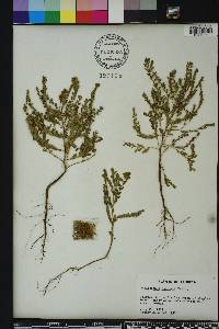 Phyllanthus abnormis image