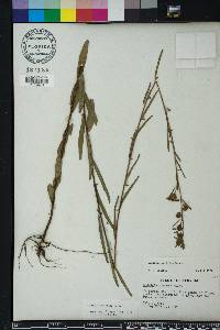 Ludwigia maritima image