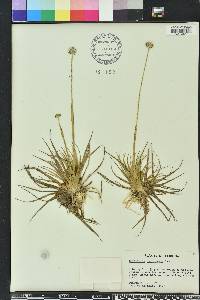 Eriocaulon compressum image