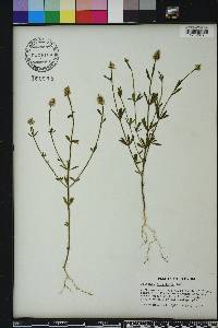 Polygala brevifolia image