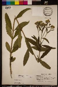 Eupatorium album image