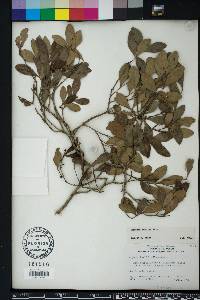 Eugenia foetida image