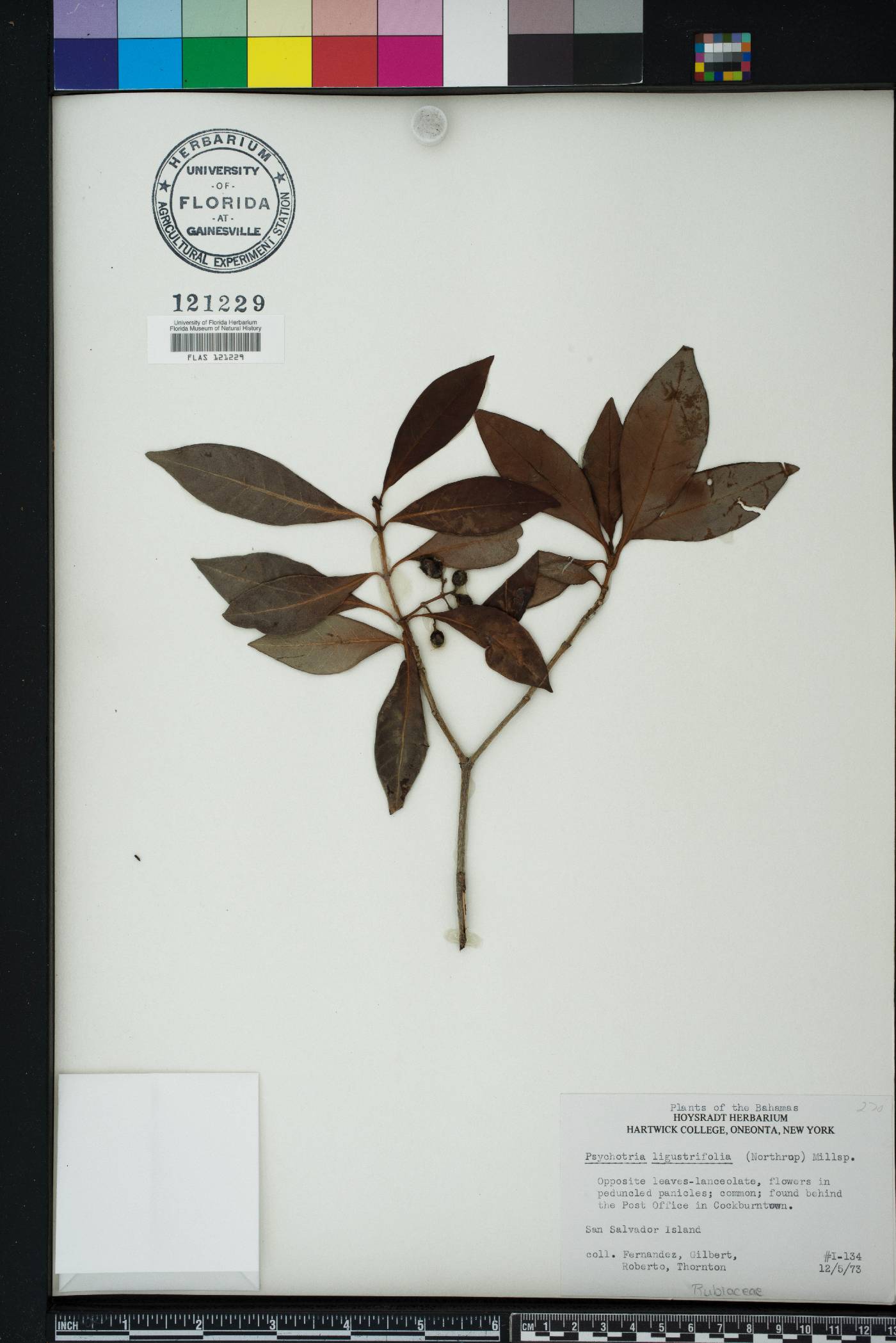 Psychotria ligustrifolia image