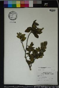 Cordia bahamensis image