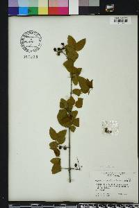 Sageretia minutiflora image