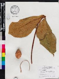 Terminalia catappa image