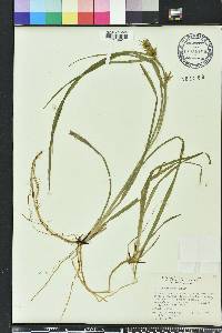 Carex louisianica image