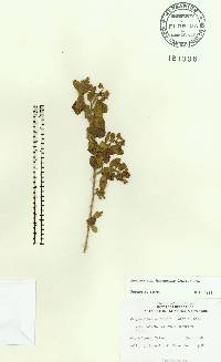 Jacquemontia havanensis image