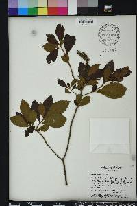 Clethra alnifolia image