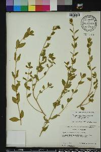 Cuphea carthagenensis image