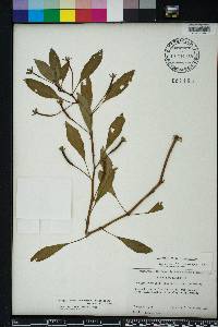 Ludwigia peploides image