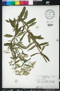 Eupatorium semiserratum image