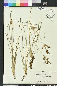 Fimbristylis dichotoma image