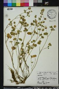 Trifolium nigrescens image
