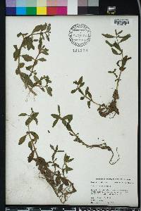 Gratiola virginiana image