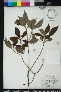 Psychotria nervosa image