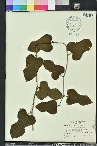 Smilax tamnoides image