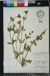 Glandularia canadensis image