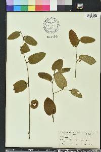 Smilax pumila image