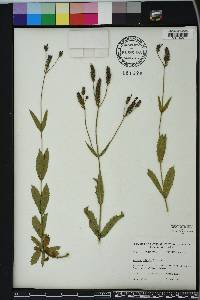 Verbena rigida image