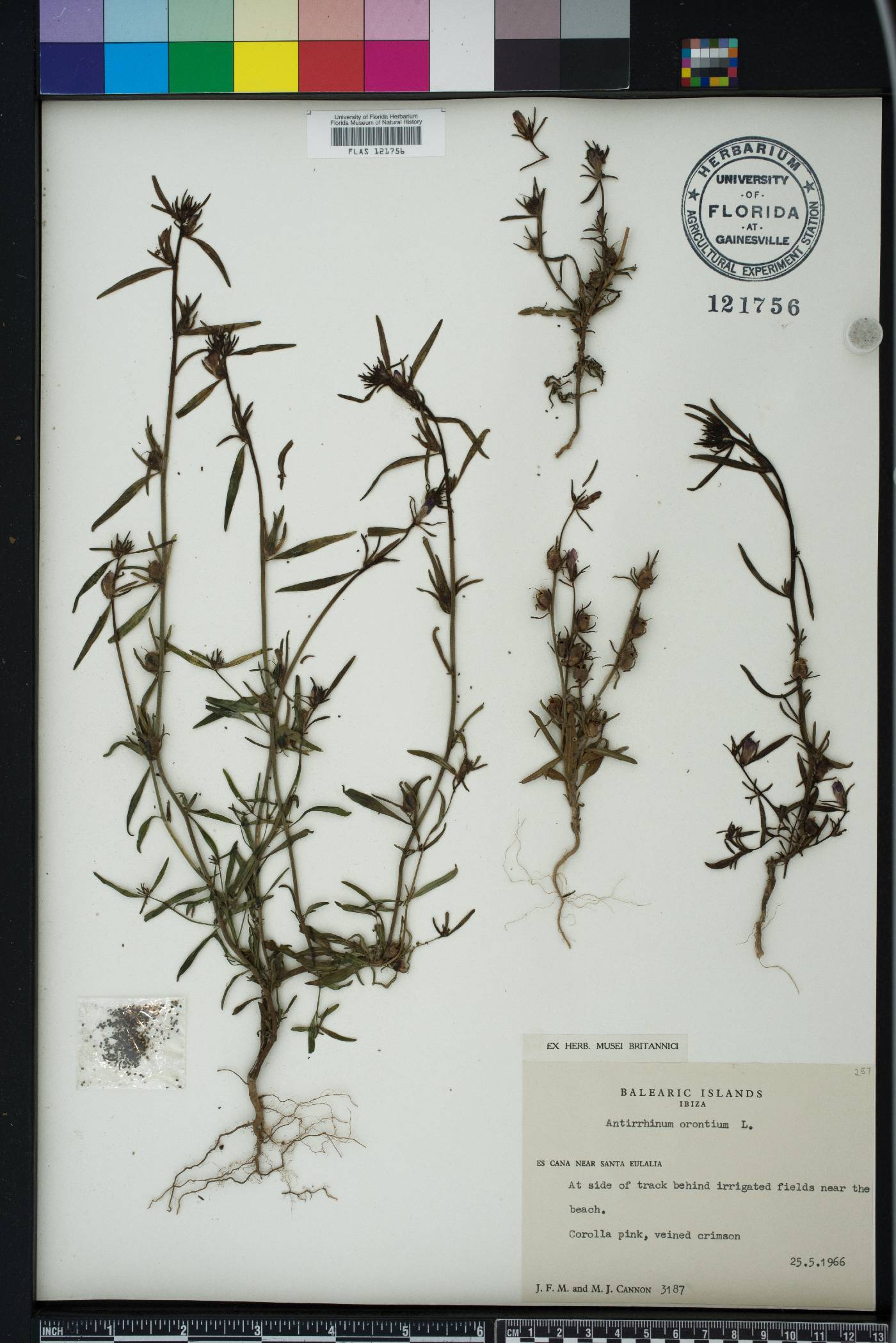 Antirrhinum orontium image