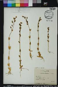 Blackstonia perfoliata image