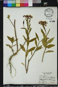 Asclepias curassavica image