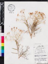 Bupleurum spinosum image