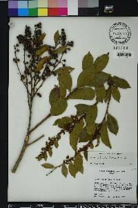 Lyonia lucida image