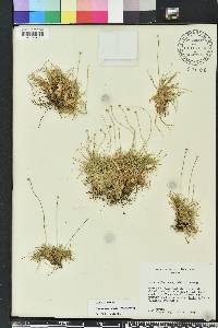 Lachnocaulon anceps image