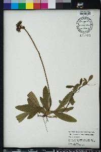 Hieracium aurantiacum image