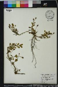 Phyla nodiflora image