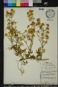 Clematis flammula image