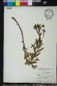 Ludwigia octovalvis image